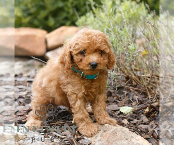 Medium Photo #3 Cavapoo (Miniature) Puppy For Sale in COATESVILLE, PA, USA