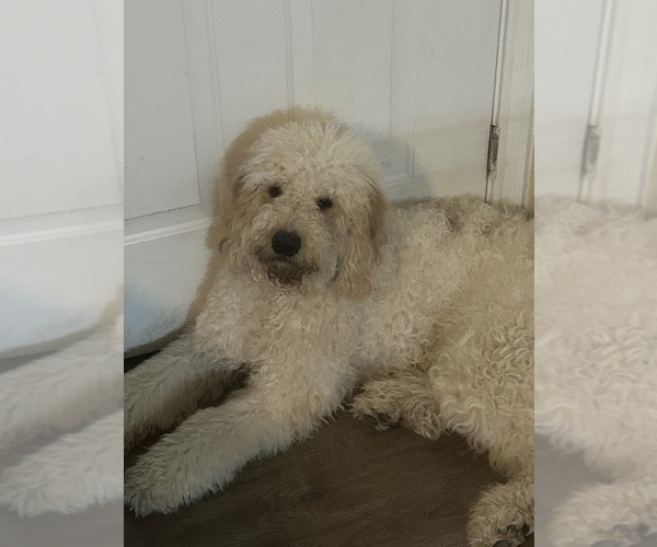 Medium Photo #1 English Cream Golden Retriever-Poodle (Standard) Mix Puppy For Sale in HONEY GROVE, TX, USA