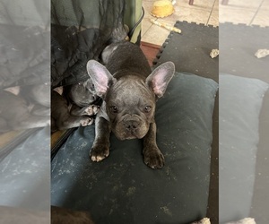 French Bulldog Puppy for sale in AMERICAN CANYON, CA, USA