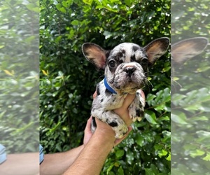 French Bulldog Puppy for sale in MONTGOMERY, AL, USA