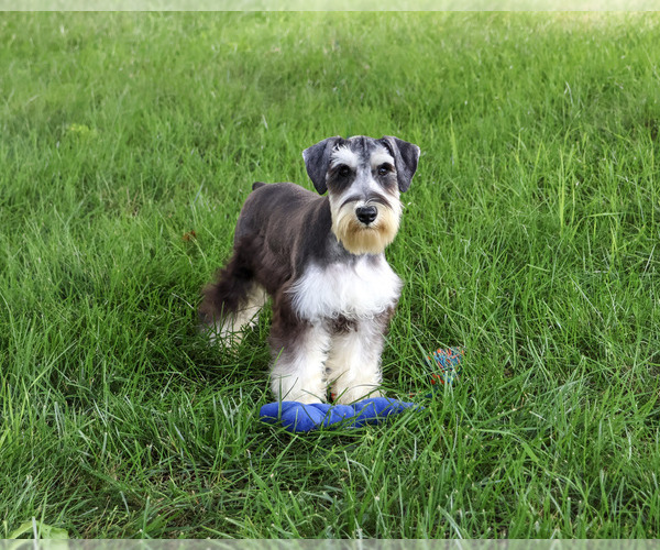 Medium Photo #3 Schnauzer (Miniature) Puppy For Sale in SYRACUSE, IN, USA