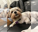 Small #1 Maltese Mix