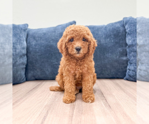 Miniature Labradoodle Puppy for sale in MILLERSBURG, OH, USA