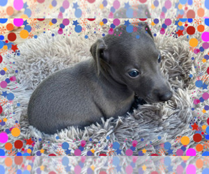 Italian Greyhound Puppy for Sale in FORT LAUDERDALE, Florida USA