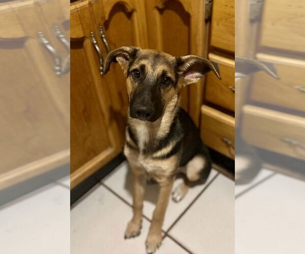 Medium Photo #5 Labrador Retriever-Unknown Mix Puppy For Sale in San Diego, CA, USA