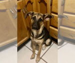 Small #4 Labrador Retriever Mix