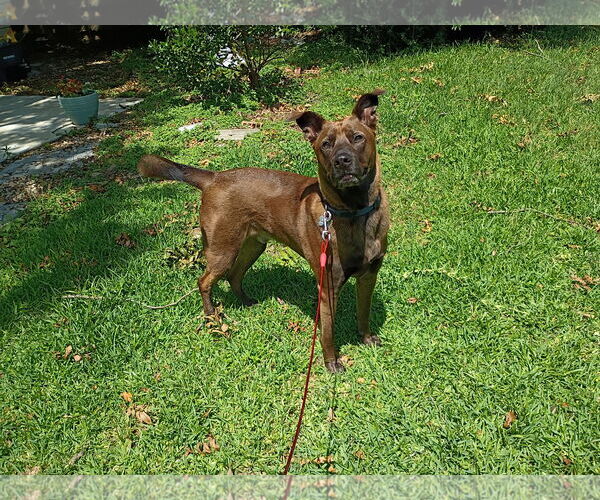Medium Photo #2 Labrador Retriever-Unknown Mix Puppy For Sale in McKinney, TX, USA