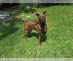 Small #1 Labrador Retriever Mix