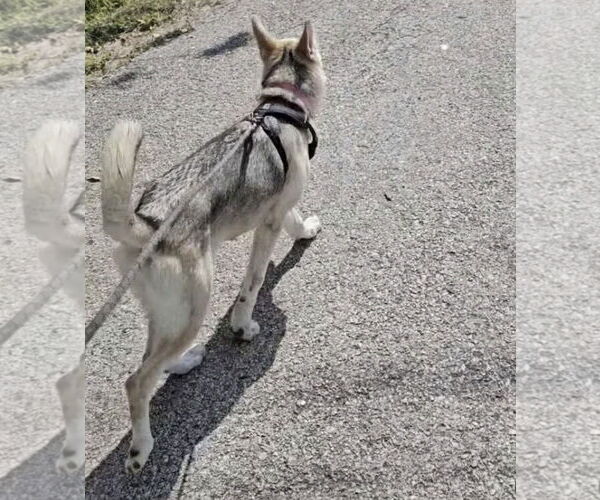 Medium Photo #3 German Shepherd Dog-Unknown Mix Puppy For Sale in Kankakee, IL, USA