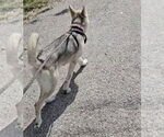 Small #2 German Shepherd Dog Mix