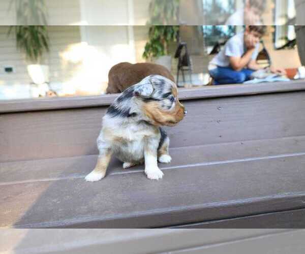 Medium Photo #5 Miniature Australian Shepherd Puppy For Sale in DAWSON, GA, USA