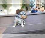 Small #3 Miniature Australian Shepherd