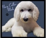 Small Photo #17 Poodle (Standard) Puppy For Sale in MANCHESTER, MI, USA