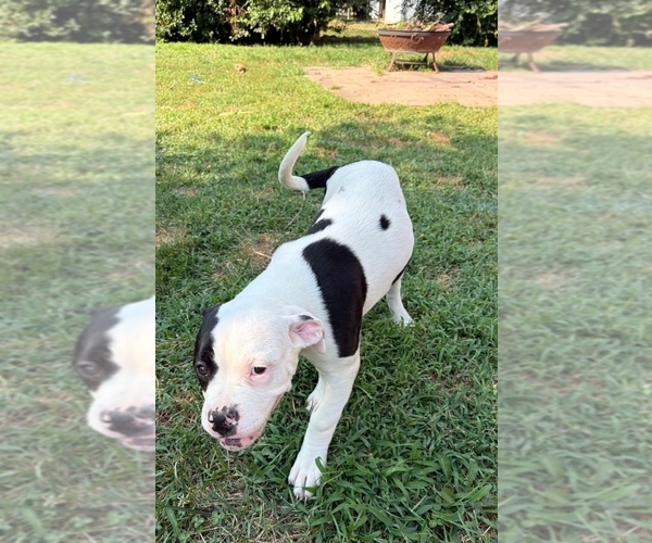 Medium Photo #44 American Bulldog Puppy For Sale in INDEPENDENCE, MO, USA