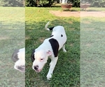 Small Photo #44 American Bulldog Puppy For Sale in INDEPENDENCE, MO, USA