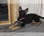 Small #3 German Shepherd Dog