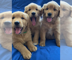 Golden Retriever Puppy for sale in SANTA ANA, CA, USA