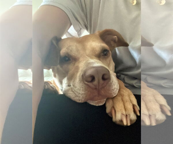 Medium Photo #5 American Staffordshire Terrier-Vizsla Mix Puppy For Sale in Arlington, VA, USA