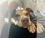 Small #4 American Staffordshire Terrier-Vizsla Mix