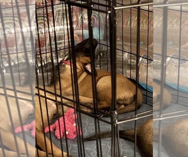 Medium Photo #5 Belgian Malinois Puppy For Sale in JACKSONVILLE, FL, USA