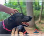 Small #3 Doberman Pinscher Mix