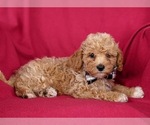 Small Photo #7 Poodle (Miniature) Puppy For Sale in HOLTWOOD, PA, USA