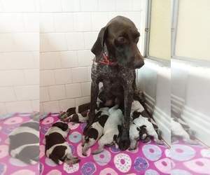 Father of the German Shorthaired Pointer puppies born on 09/26/2019