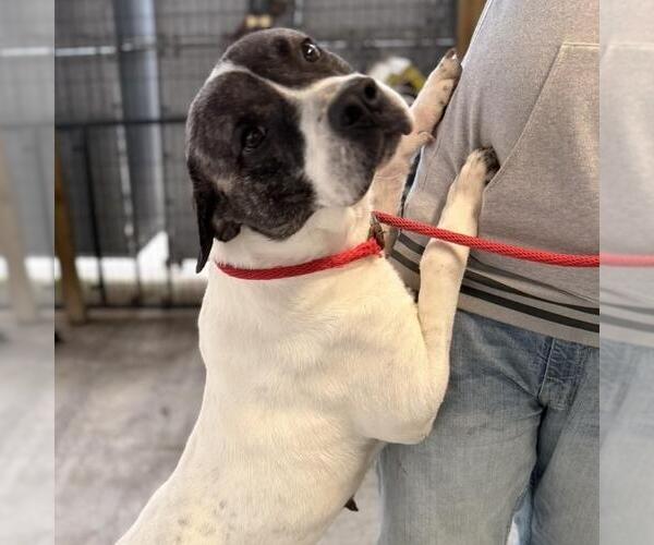 Medium Photo #2 Labrador Retriever-Unknown Mix Puppy For Sale in Yardley, PA, USA