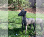 Small Photo #26 Italian Greyhound Puppy For Sale in SAINT GEORGE, UT, USA