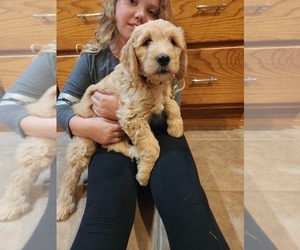 Goldendoodle Puppy for sale in PERRYSVILLE, OH, USA