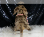 Small #6 Dachshund