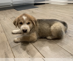 German Shepherd Dog-Siberian Husky Mix Puppy for Sale in GIDDINGS, Texas USA