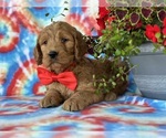 Small Photo #2 Goldendoodle Puppy For Sale in LANCASTER, PA, USA