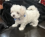 Puppy Turk Maltese