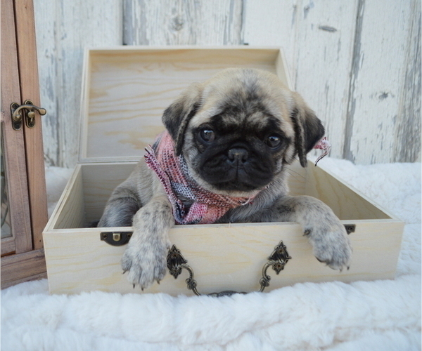 Medium Photo #5 Pug Puppy For Sale in HONEY BROOK, PA, USA
