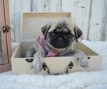 Small Photo #5 Pug Puppy For Sale in HONEY BROOK, PA, USA