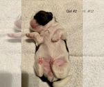 Small Photo #11 Shih Tzu Puppy For Sale in LONGWOOD, FL, USA