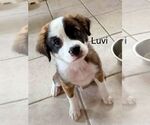 Small #2 Pug-Saint Bernard Mix