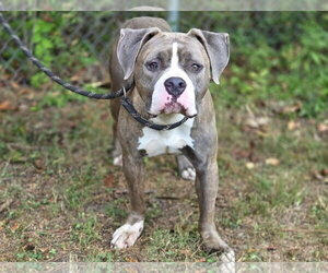 Sapphire - Female American Pit Bull Terrier-Unknown Mix Dog for Adoption - Photo #3