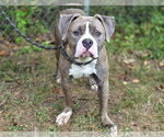 Small #2 American Pit Bull Terrier Mix