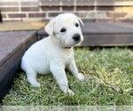 Small #3 Labrador Retriever Mix