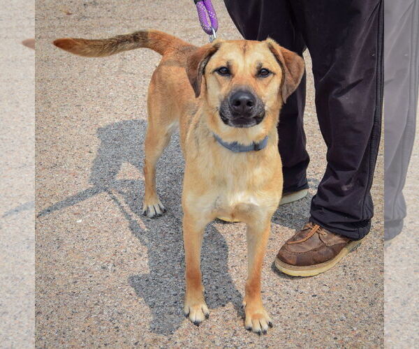 Medium Photo #2 Black Mouth Cur-German Shepherd Dog Mix Puppy For Sale in Huntley, IL, USA