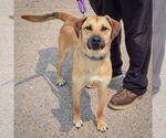 Small #1 Black Mouth Cur-German Shepherd Dog Mix