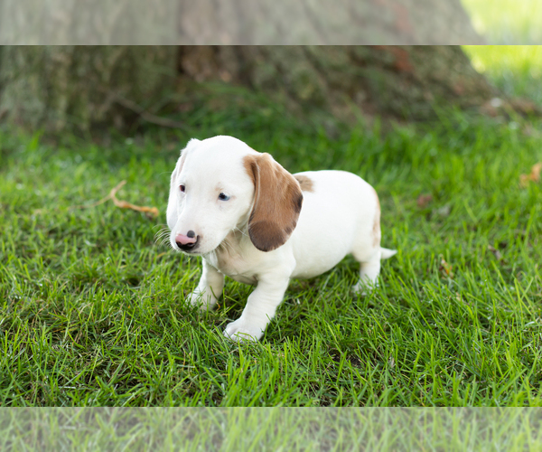 Medium Photo #2 Dachshund Puppy For Sale in BREMEN, IN, USA
