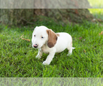 Small Photo #15 Dachshund Puppy For Sale in BREMEN, IN, USA