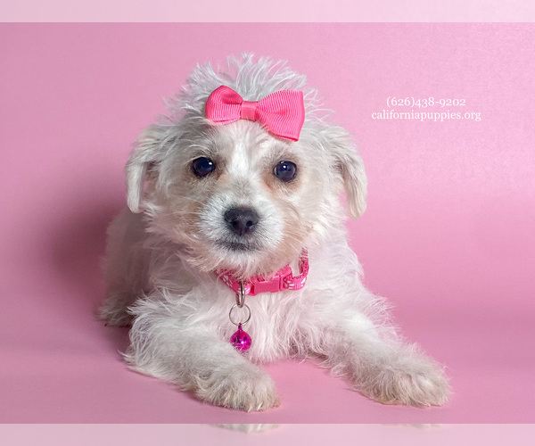 Medium Photo #1 Malchi Puppy For Sale in FONTANA, CA, USA