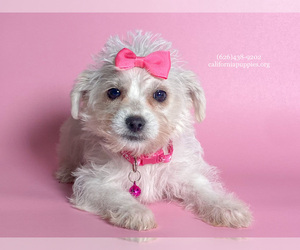 Malchi Dog for Adoption in FONTANA, California USA