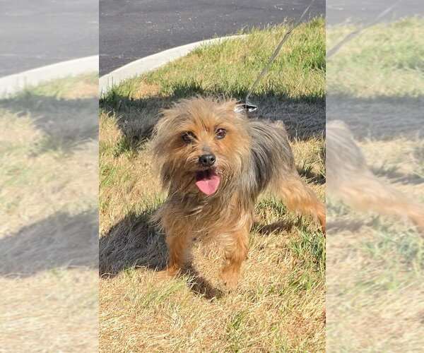 Medium Photo #1 Mutt Puppy For Sale in Lexington Park, MD, USA