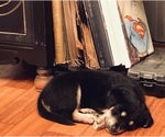 Puppy 1 Boxer-Siberian Husky Mix