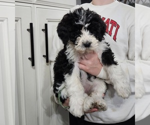 Bernedoodle-Poodle (Standard) Mix Puppy for sale in TROY, OH, USA